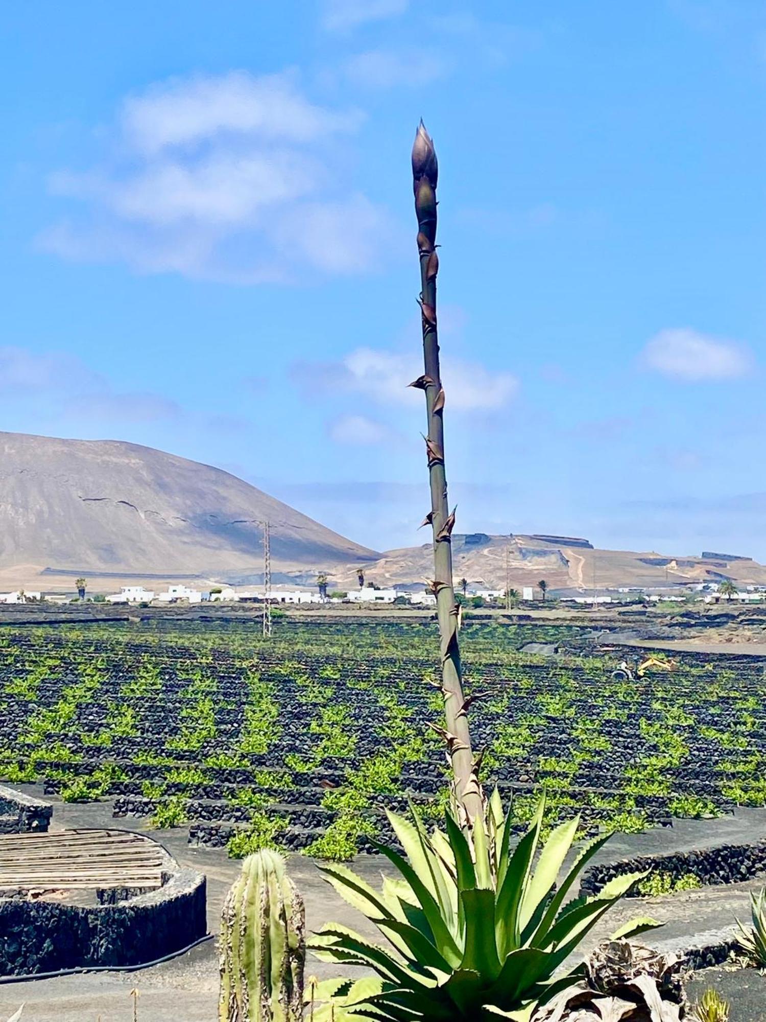 火山景观奥利弗公寓 埃尔戈尔福 外观 照片